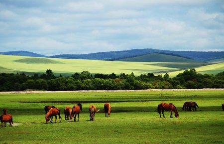 Xilamuren Grassland Mongolia