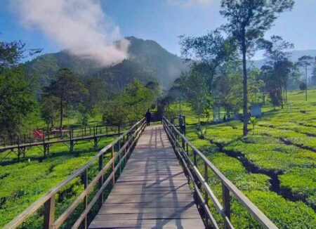 kebun teh tambi