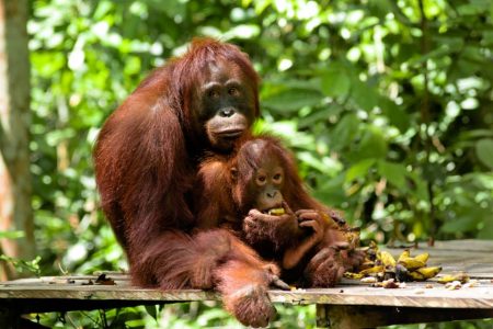 Orangutan Tanjung Puting