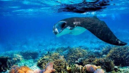 Manta Point Labuan Bajo-joglo wisata