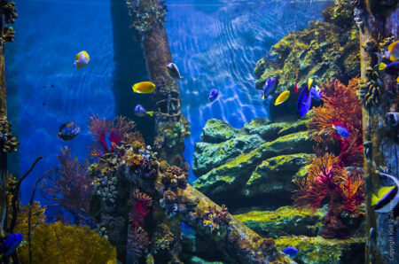 Sea life Bangkok Ocean World joglo wisata