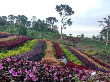 Wisata Alam Tonang-joglo wisata