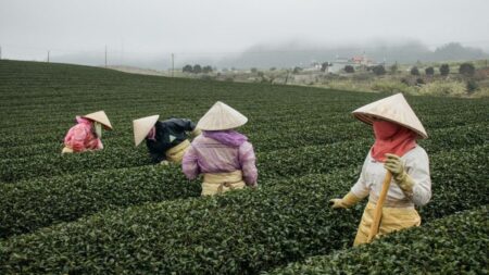 mocchau-teaplantations