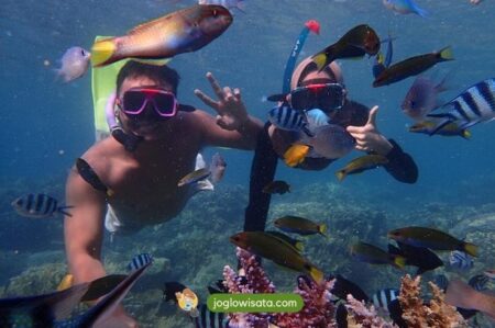 Tips Snorkeling di Karimunjawa