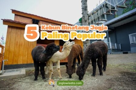 5 Kebun Binatang Jogja Paling Populer