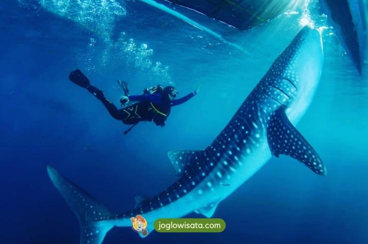 Explore Desa Wisata Botubarani, Berenang Bersama Hiu Paus | Joglo Wisata