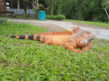 Jogja Exotarium