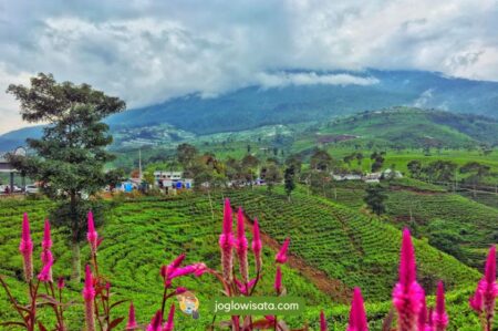 Kebun Teh Kemuning, Wisata Alam yang Cocok untuk Refreshing