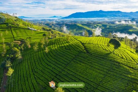 Kebun Teh Rancabali Bandung Destinasi Wisata yang Cocok untuk Healing