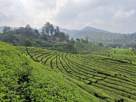 Pemandangan hijau hamparan Kebun Teh Rancabali di Ciwidey Bandung