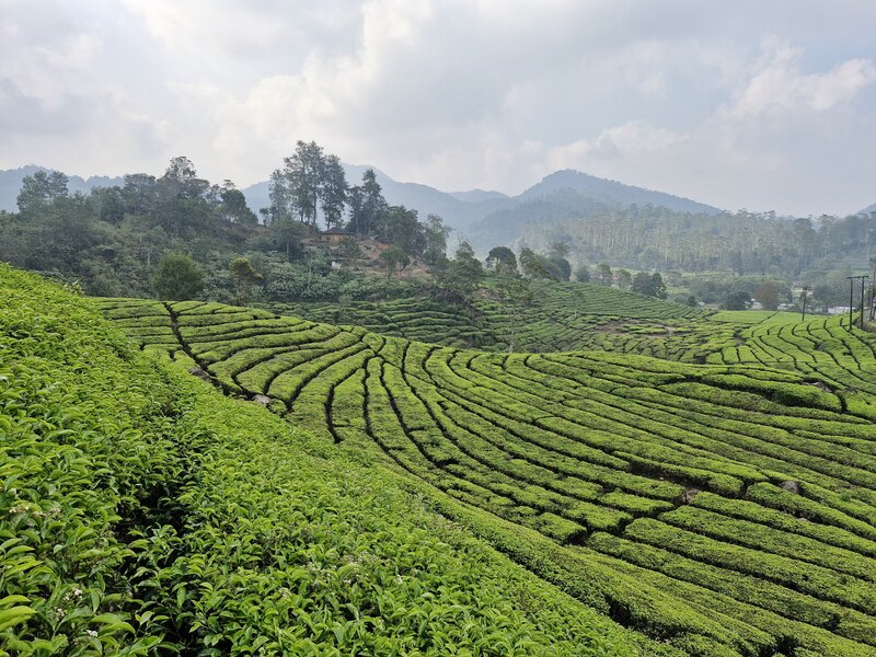 Pemandangan hijau hamparan Kebun Teh Rancabali di Ciwidey Bandung