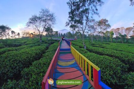 Kebun Teh Wonosari Malang