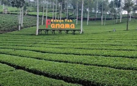 Mengenal Kebun Teh Panama Wonosobo