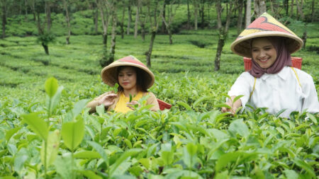 Petik daun teh di Kebun Teh Wonosari Malang_joglo wisata