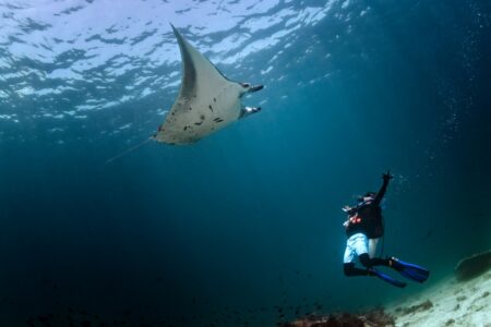 Manta Ray di Pulau Sangalaki