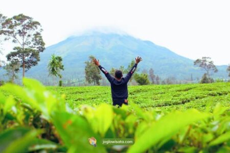 Kebun Teh Tambi, Rekomendasi Wisata Wonosobo Buat yang Kangen Alam