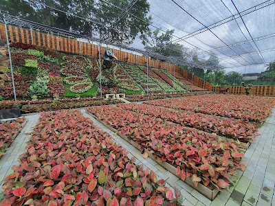 Aglaonema Park Puri Mataram