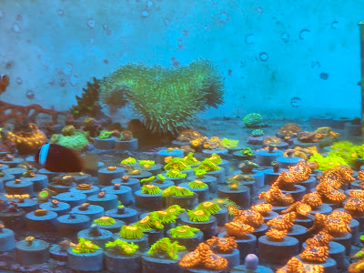 Indonesian Reefer's Coral Studio