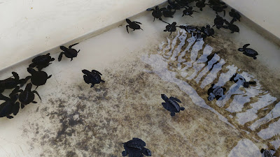 Lepas Tukik Pantai Pelangi