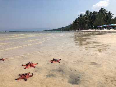 Starfish Beach