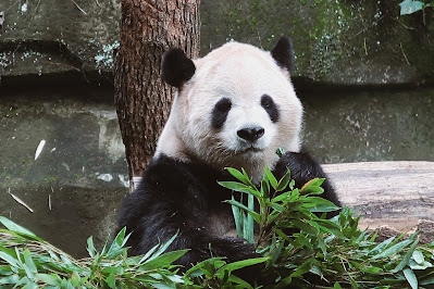 Chongqing Zoo by maggie
