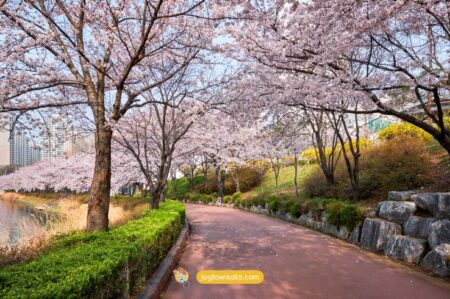Destinasi Tempat Wisata Korea Selatan Musim Semi