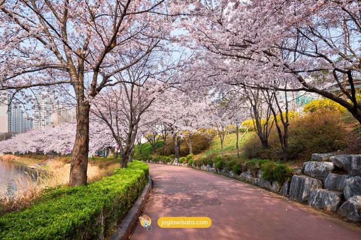 Destinasi Tempat Wisata Korea Selatan Musim Semi