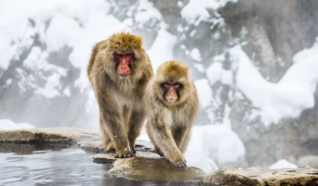 Nagano, Monyet salju, Hakuba, Kamakura Village