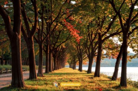 Nami Island Aktivitas yang Bisa Anda Lakukan di Pulau Nami