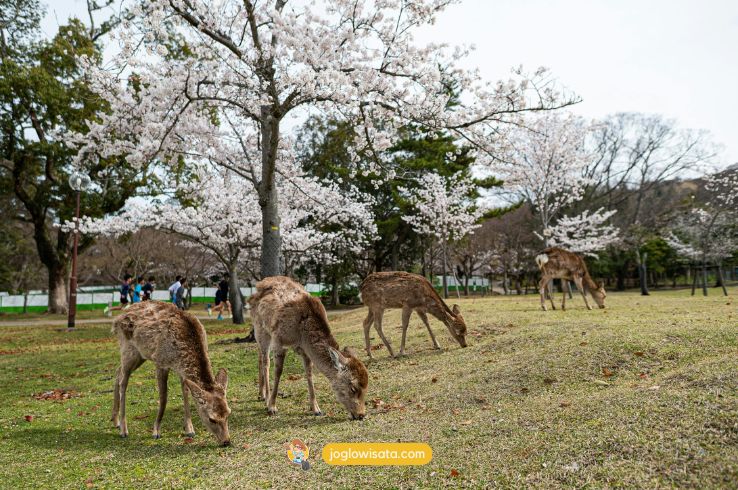 Nara Park