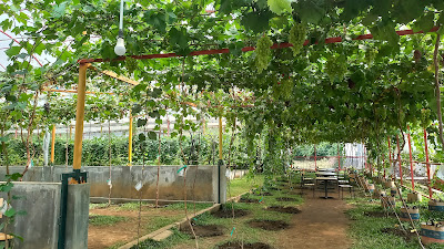 Gamma Grape Experience by gadis