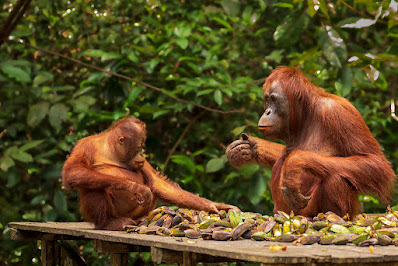 Taman Nasional Tanjung Puting Feeding platform