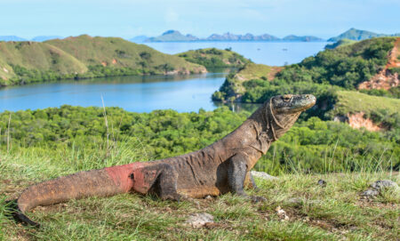 Melihat komodo di habitat aslinya menjadi salah satu icon wisata Labuan Bajo