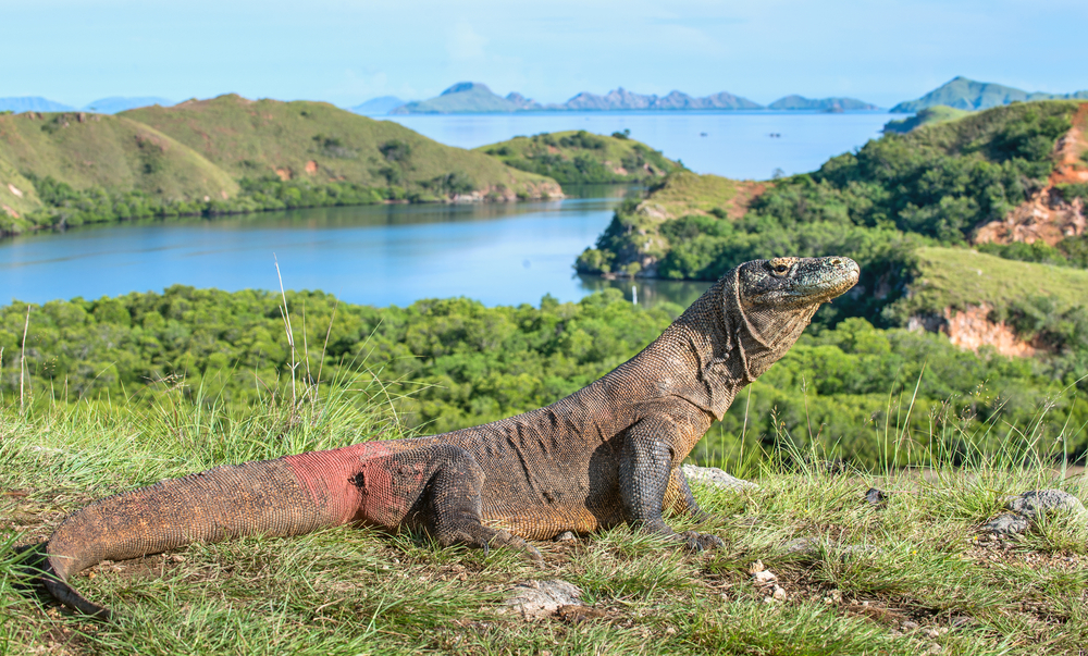 Melihat komodo di habitat aslinya menjadi salah satu icon wisata Labuan Bajo